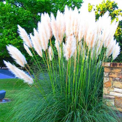 Кортадерія біла - Cortaderia White