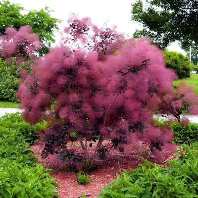 Скумпія шкіряста "Роял Пурпл" - Cotinus coggygria "Royal Purple"