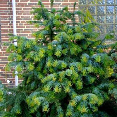 Куннінгамія ланцетовидна - Cunninghamia lanceolata