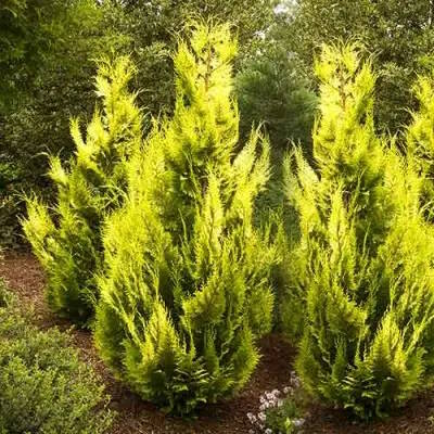 Купрессоципарис Лейланда "Кастлевеллан Голд" - Cupressocyparis leylandii "Castlewellan Gold"