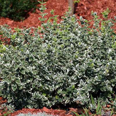 Бруслина форчуна "Емералд Гаєті" - Euonymus fortunei "Emerald Gaiety"