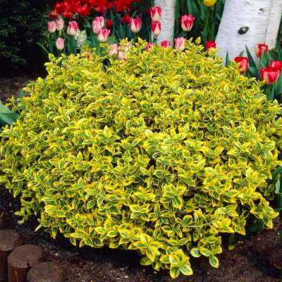 Бруслина Форчуна "Емеральд енд Голд" - Euonymus fortunei "Emerald 'n' Gold"