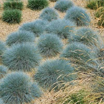Вівсяниця блакитна/сиза - Festuca glauca/cinerea