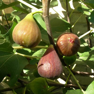 Інжир "Брунсвік" - Ficus carica "Brunswick"