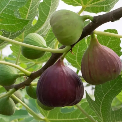 Інжир "Далматський" - Ficus carica "Dalmatia"