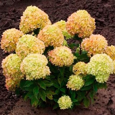 Гортензія волотиста "Коттон Крем" - Hydrangea paniculata "Cotton Cream"