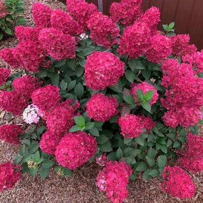 Гортензія волотиста "Фрамбозін Ренсам/Самарська Лідія" - Hydrangea paniculata "Framboisine Rensam"