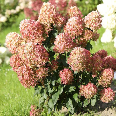 Гортензія волотиста "Графіті" - Hydrangea paniculata "Graffiti"