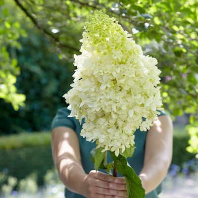 Гортензія волотиста "Геркулес" - Hydrangea paniculata "Hercules"