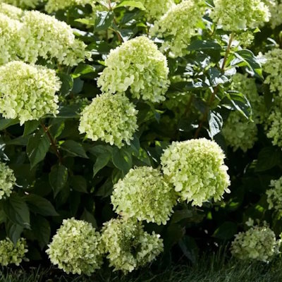 Гортензія волотиста "Літл Лайм" - Hydrangea paniculata "Little Lime"