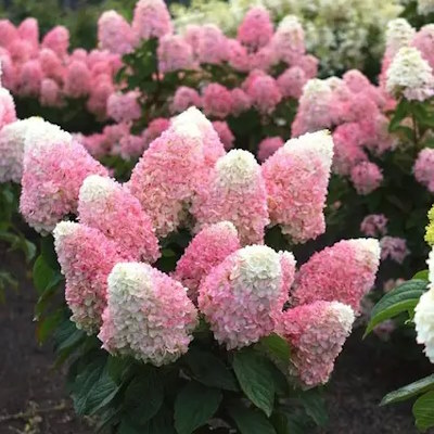 Гортензія волотиста "Лівін Пінк енд Роуз" - Hydrangea paniculata "Living Pink & Rose"