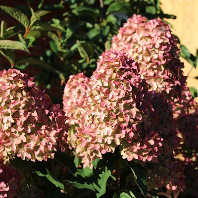 Гортензія волотиста "Меджікал Кендл" - Hydrangea paniculata "Magical Candle"
