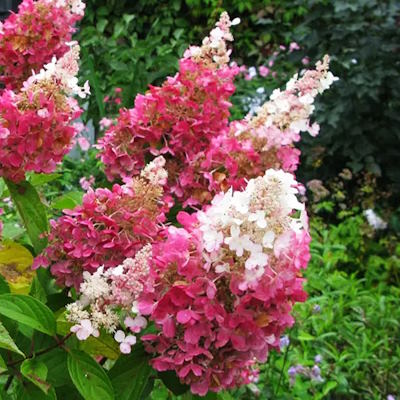 Гортензія волотиста "Меджікал Флейм" - Hydrangea paniculata "Magical Flame"