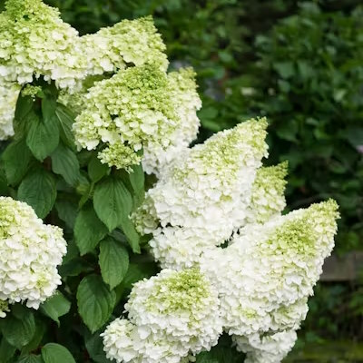 Гортензія волотиста "Меджікал Мунлайт" - Hydrangea paniculata "Magical Moonlight"