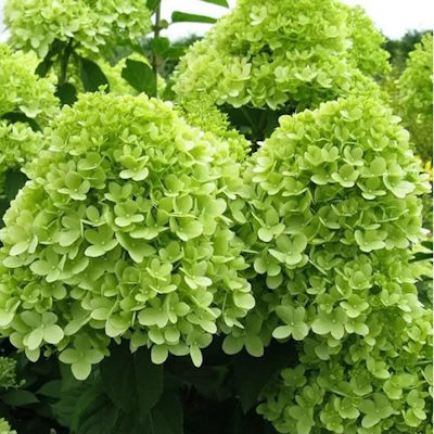 Гортензія волотиста "Мохіто" - Hydrangea paniculata "Mojito"
