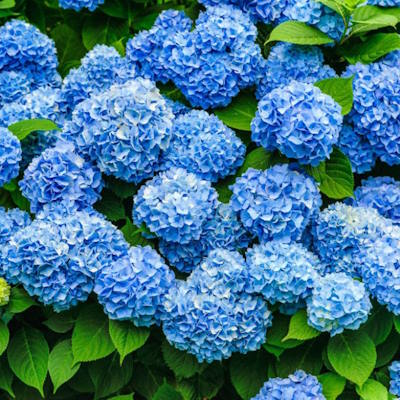 Гортензія широколиста "Нікко Блю" - Hydrangea macrophylla "Nikko Blue"