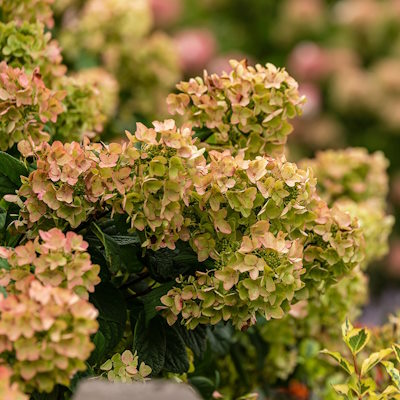 Гортензія волотиста "Перлина Фестивалю/Романтік Айс" - Hydrangea paniculata "Perle de Festival/Romantic Ace"