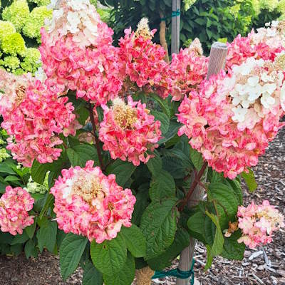 Гортензія волотиста "Петіт Лантерн" - Hydrangea paniculata "Petite Lantern"