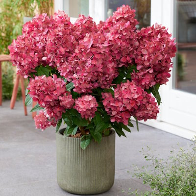 Гортензія волотиста "Петіт Стар" - Hydrangea paniculata "Petite Star"