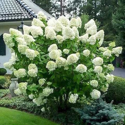 Гортензія волотиста "Полар Бір" - Hydrangea paniculata "Polar Bear"