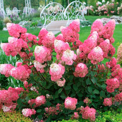Гортензія волотиста "Строуберрі Блоссом" - Hydrangea paniculata "Strawberry Blossom"
