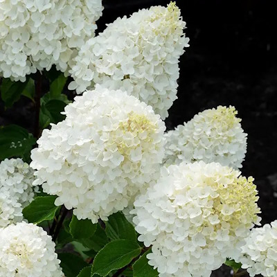 Гортензія волотиста "Саммер Сноу" - Hydrangea paniculata "Summer Snow"