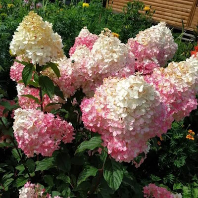 Гортензія волотиста "Сандей Фрейз" - Hydrangea paniculata "Sundae Fraise"