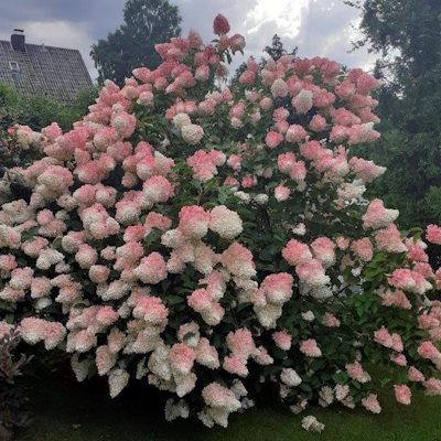 Гортензія волотиста "Ванілла Фрейз/Ренні" - Hydrangea paniculata "Vanille Fraise/Renhy"