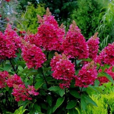 Гортензія волотиста "Вімс Ред" - Hydrangea paniculata "Wim's Red"