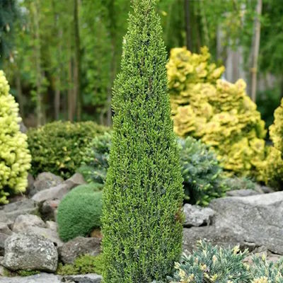 Ялівець звичайний "Арнольд" - Juniperus communis "Arnold"