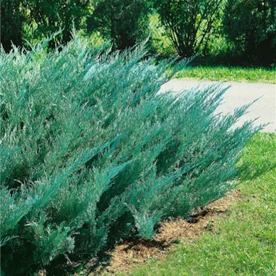 Ялівець козацький "Блю Донау" - Juniperus sabina "Blaue Donau"