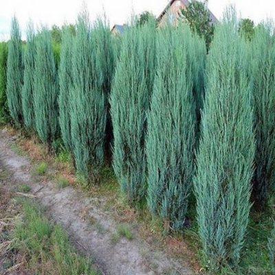 Ялівець скельний "Блю Арроу" - Juniperus scopulorum "Blue Arrow"
