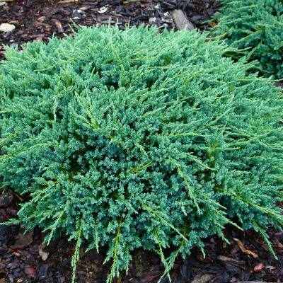 Ялівець лускатий "Блю Карпет" - Juniperus squamata "Blue Carpet"