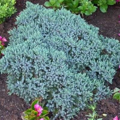 Ялівець лускатий "Блю Стар" - Juniperus squamata "Blue Star"