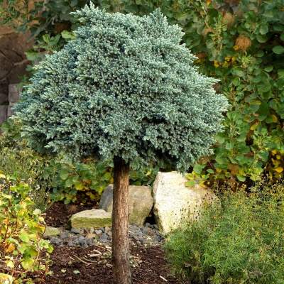 Ялівець лускатий "Блю Стар" на штамбі - Juniperus squamata "Blue Star"