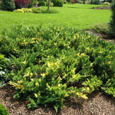 Ялівець китайський "Експанса Варієгата" - Juniperus chinensis "Expansa Variegata"