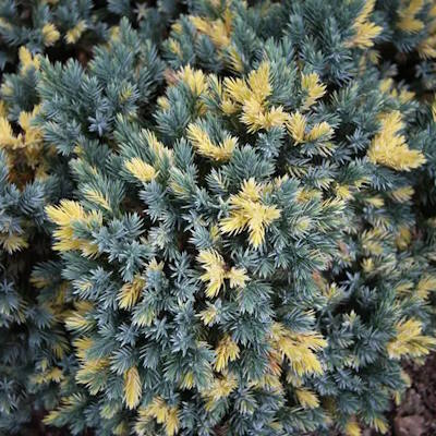 Ялівець лускатий "Флореант" - Juniperus squamata "Floreant"