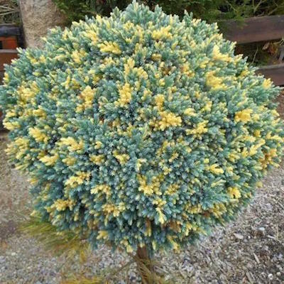 Ялівець лускатий "Флореант" на штамбі - Juniperus squamata "Floreant"