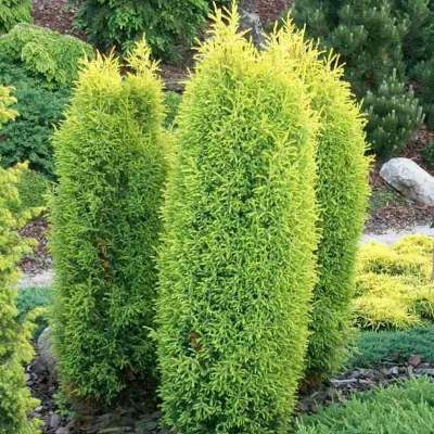 Ялівець звичайний "Голд Кон" - Juniperus communis "Gold Cone"