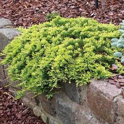 Ялівець горизонтальний "Голден Карпет" - Juniperus horizontalis "Golden Carpet"