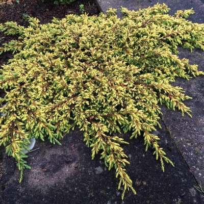 Ялівець звичайний "Голдшатц" - Juniperus communis "Goldschatz"