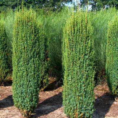 Ялівець звичайний "Хіберніка" - Juniperus communis "Hibernica"