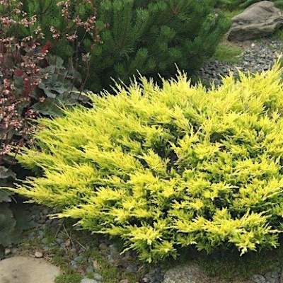 Ялівець горизонтальний "Лаймглоу" - Juniperus horizontalis "Limeglow"