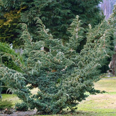 Ялівець лускатий "Меєрі" - Juniperus squamаta "Meyeri"