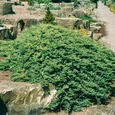 Ялівець лежачий "Нана" - Juniperus procumbens "Nana"