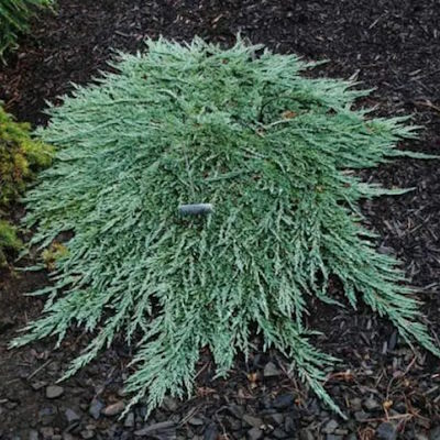 Ялівець горизонтальний "Панкейк" - Juniperus horizontalis "Pancake"
