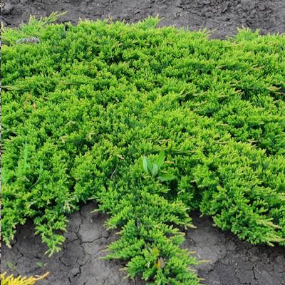 Ялівець горизонтальний "Принц Уельський" - Juniperus horizontalis "Prince of Wales"