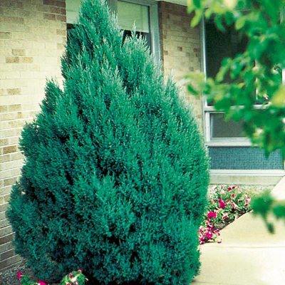 Ялівець китайський "Стрікта" - Juniperus chinensis "Stricta"