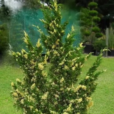 Ялівець китайський "Стрікта Варієгата" - Juniperus chinensis "Stricta Variegata"
