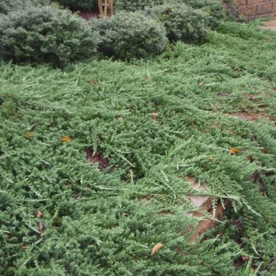 Ялівець горизонтальний "Вілтоні" - Juniperus horizontalis "Wiltonii"